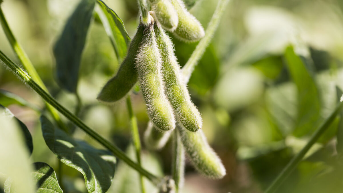 US Soybean Production, Exports, Imports & Prices: 2020 Guide