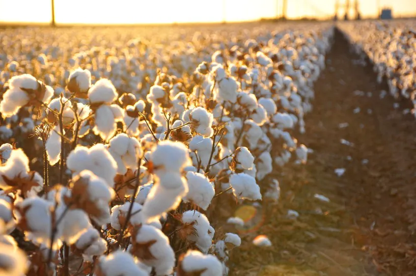 Egyptian Cotton Plummet Production