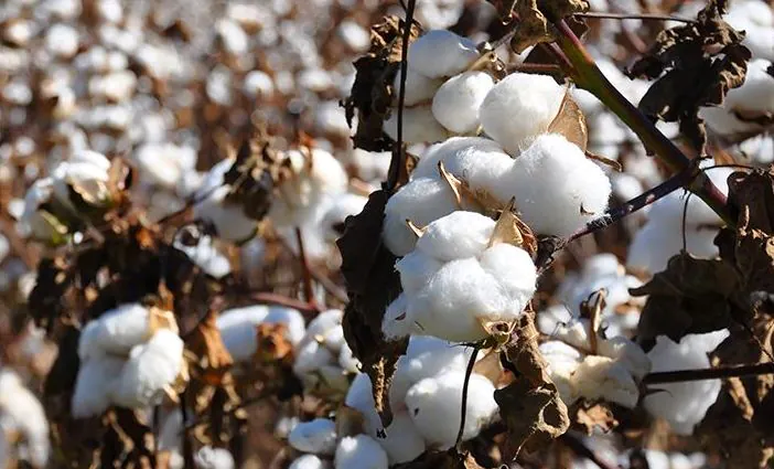 Top 10 Cotton Producing States of India