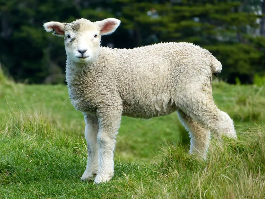global wool market