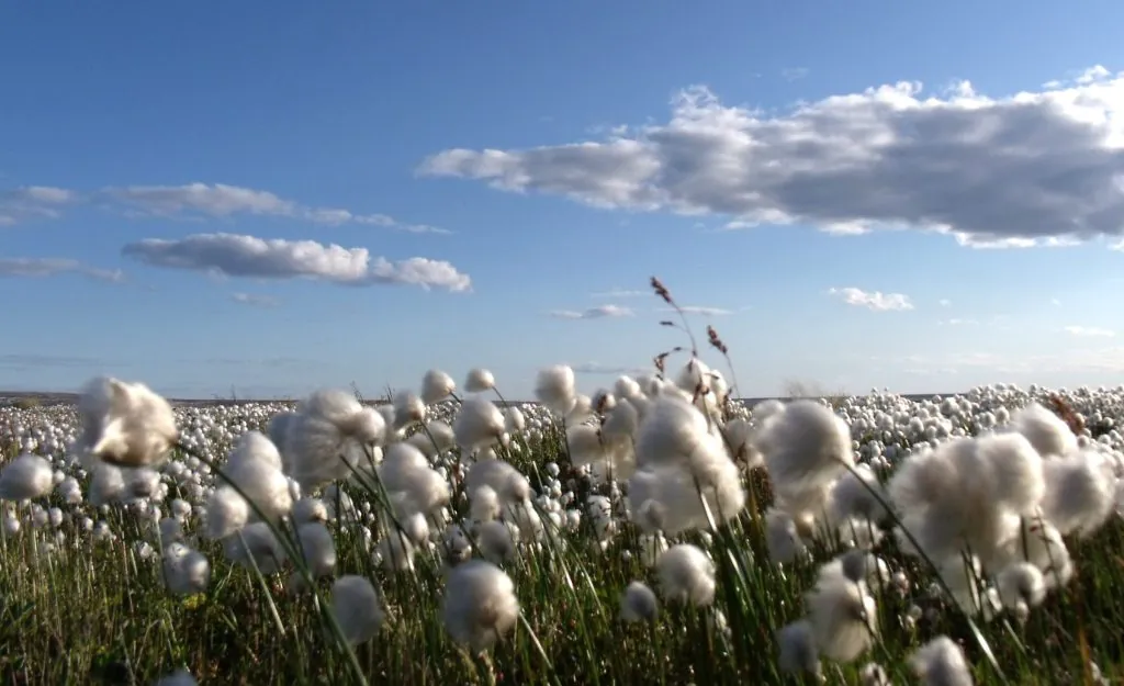 Turkey Cotton Production 
