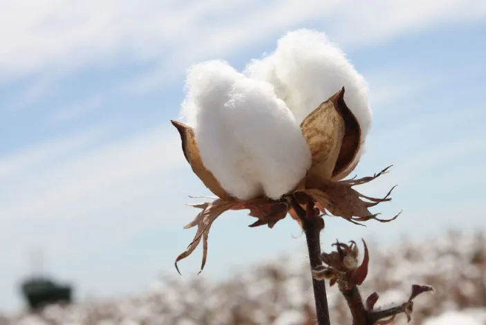 Vietnam cotton production 