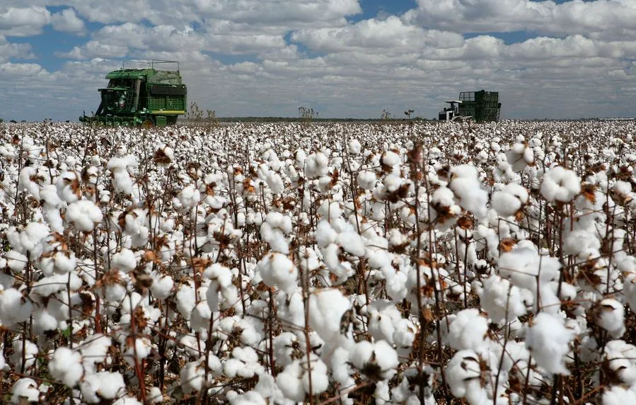 cotton production in the US