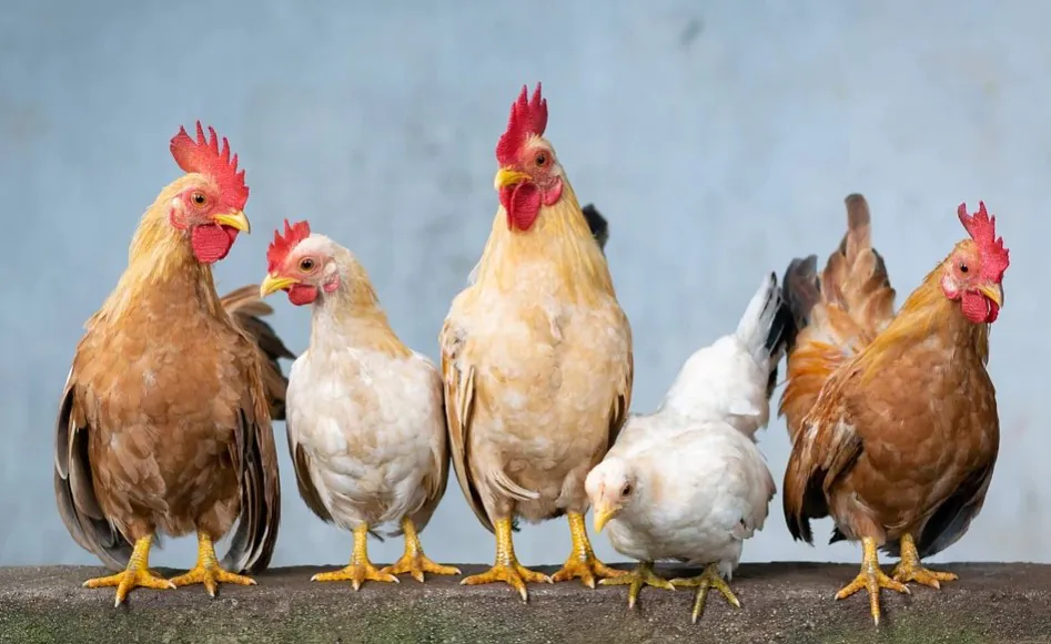top poultry meat producing countries