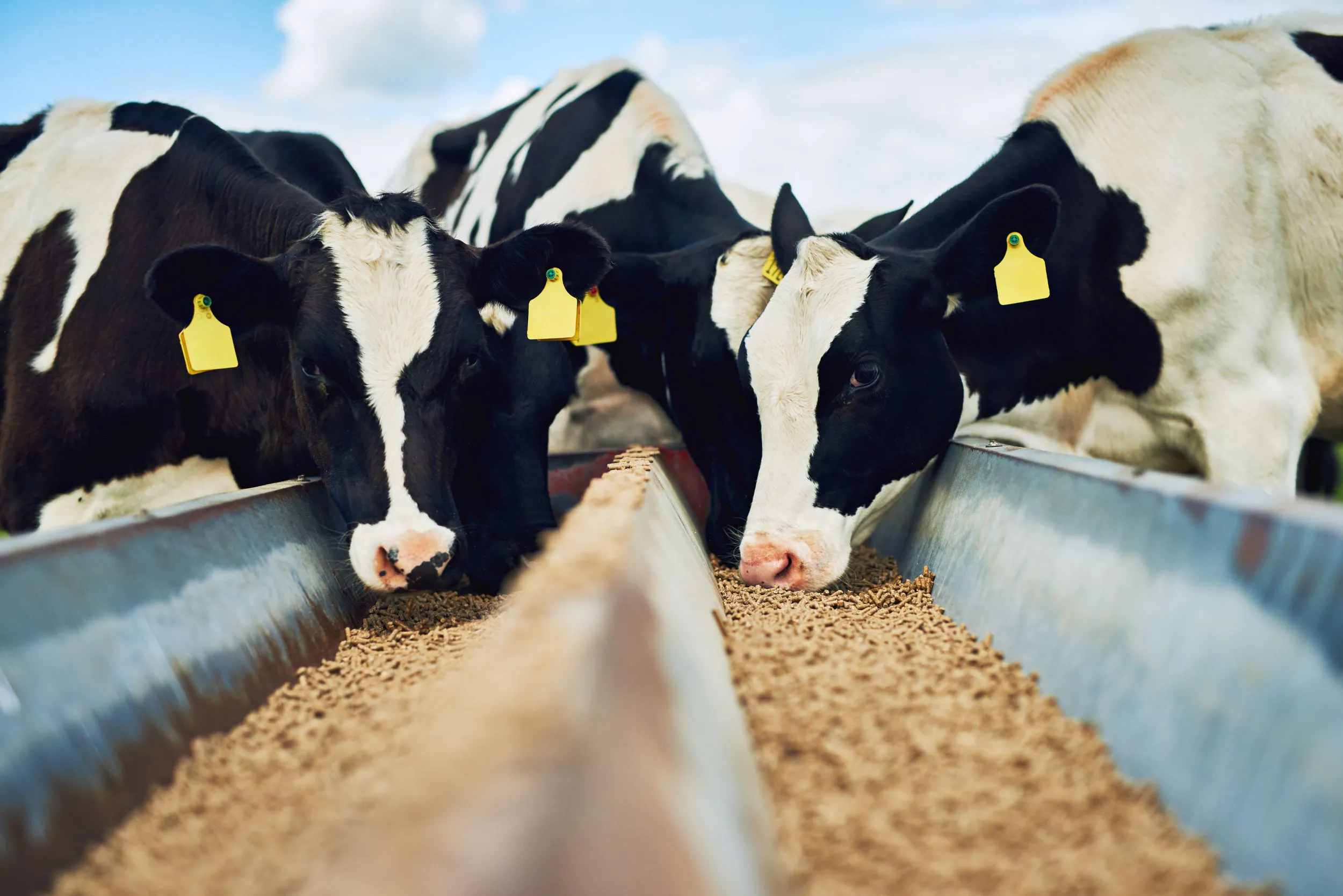 Global Animal Feed Additives Industry Analysis 2023