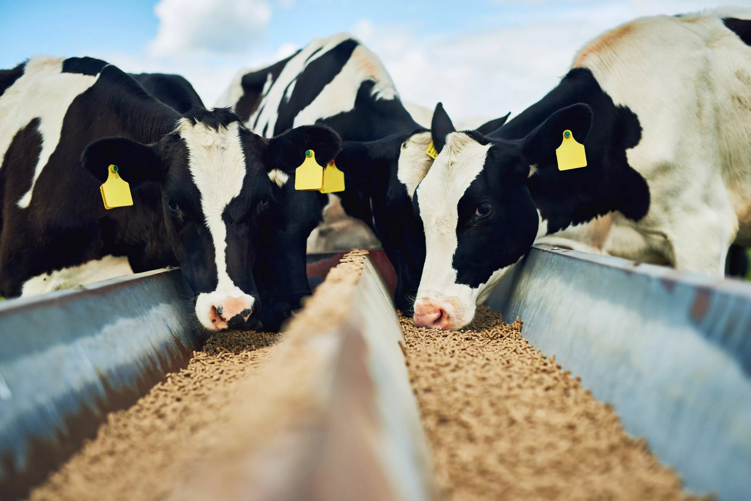 Revolutionizing Animal Feed: Innovations and Leaders in the Industry